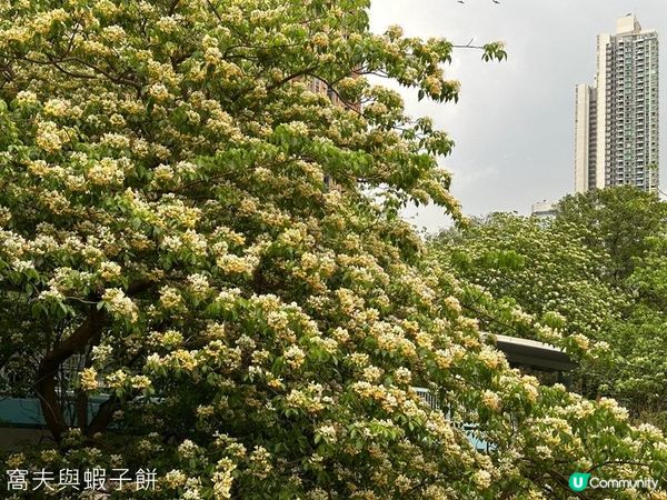 香港好去處 | 賞花 | 魚木 (上)