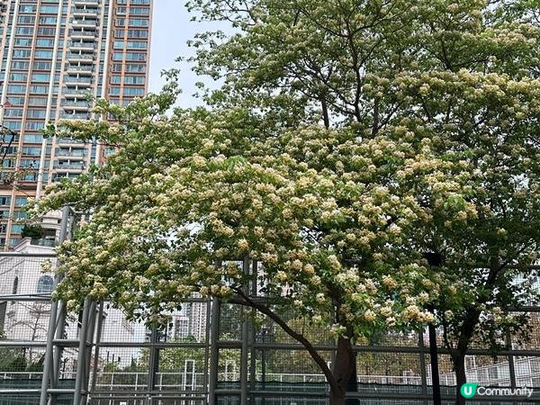 香港好去處 | 賞花 | 魚木 (上)