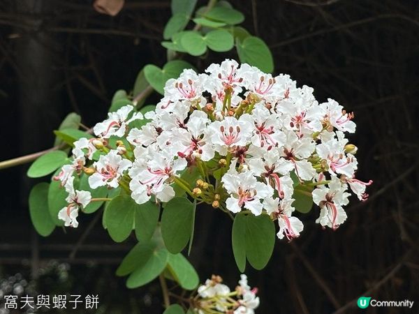 香港好去處 | 賞花 | 魚木 (上)