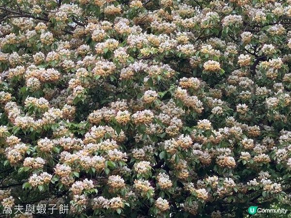 香港好去處 | 賞花 | 魚木 (上)