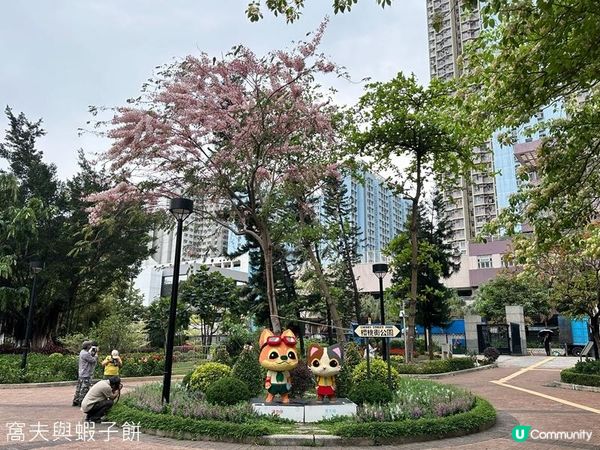 香港好去處 | 賞花 | 魚木 (上)