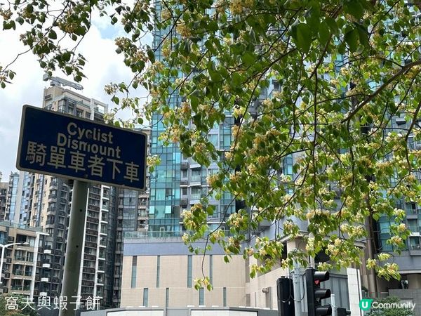 香港好去處 | 賞花 | 魚木 (下)