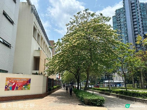 香港好去處 | 賞花 | 魚木 (下)