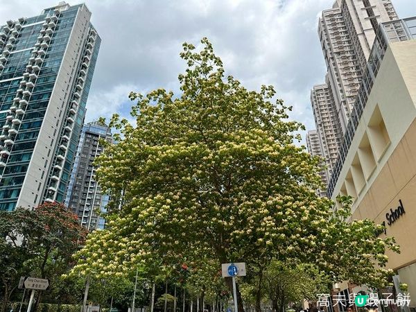 香港好去處 | 賞花 | 魚木 (下)