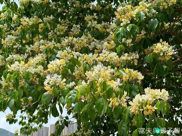 香港好去處 | 賞花 | 魚木 (下)