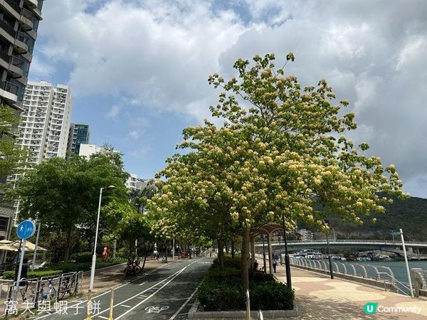 香港好去處 | 賞花 | 魚木 (下)