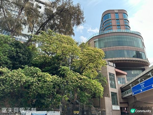 香港好去處 | 賞花 | 魚木 (下)