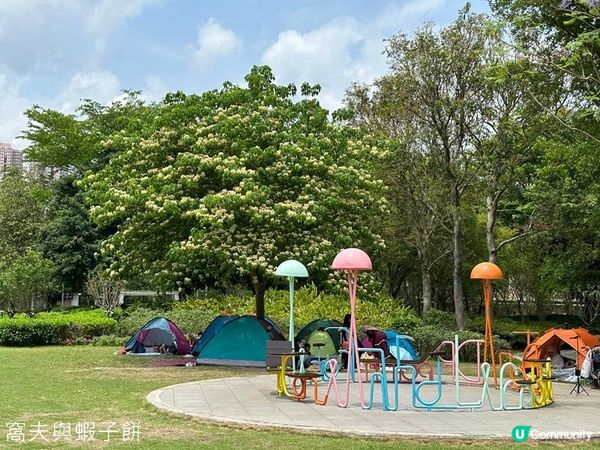 香港好去處 | 賞花 | 魚木 (下)