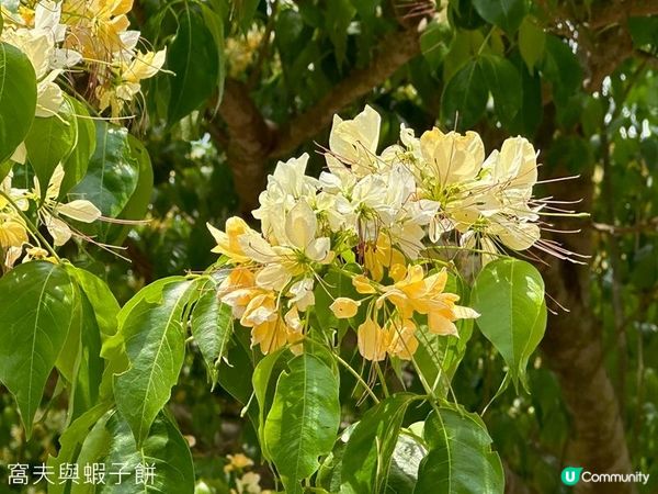 香港好去處 | 賞花 | 魚木 (下)