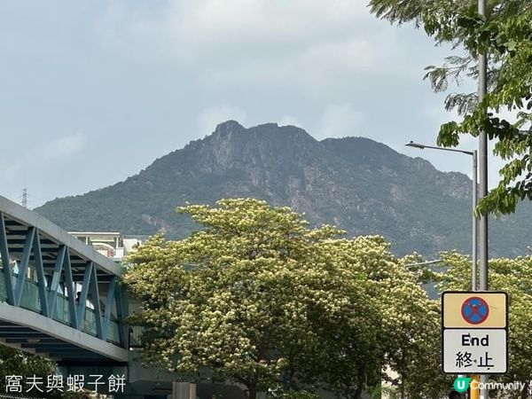 香港好去處 | 賞花 | 魚木 (下)