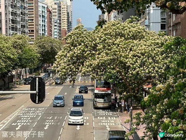 香港好去處 | 賞花 | 魚木 (下)