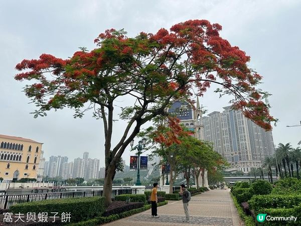 澳門遊 | 威尼斯人 | 鳳凰木 | 安德魯葡撻