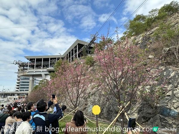 本地遊 | 東涌 | 捉緊櫻花園廣州櫻的尾巴