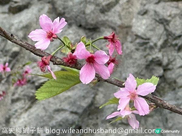 本地遊 | 東涌 | 捉緊櫻花園廣州櫻的尾巴