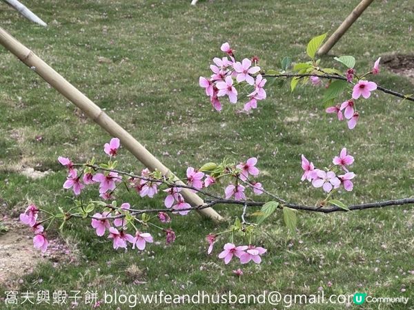 本地遊 | 東涌 | 捉緊櫻花園廣州櫻的尾巴