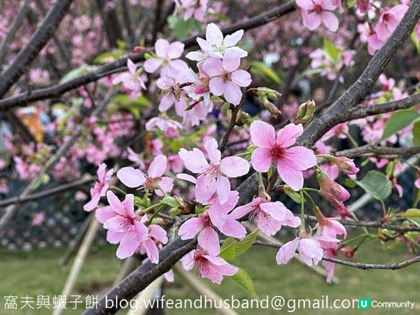 本地遊 | 東涌 | 捉緊櫻花園廣州櫻的尾巴