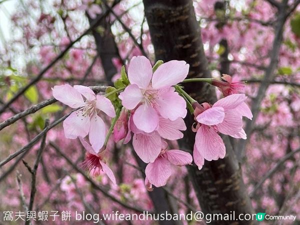 本地遊 | 東涌 | 捉緊櫻花園廣州櫻的尾巴