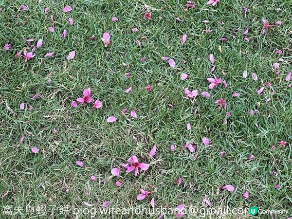 本地遊 | 東涌 | 捉緊櫻花園廣州櫻的尾巴