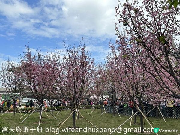 本地遊 | 東涌 | 捉緊櫻花園廣州櫻的尾巴