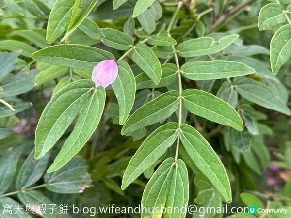 本地遊 | 東涌 | 捉緊櫻花園廣州櫻的尾巴