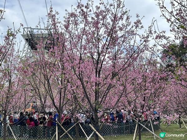本地遊 | 東涌 | 捉緊櫻花園廣州櫻的尾巴