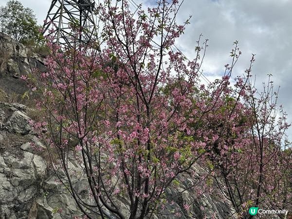 本地遊 | 東涌 | 捉緊櫻花園廣州櫻的尾巴