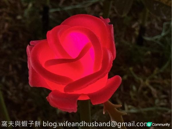 本地遊 | 情人節主題路線 | 由金鐘經海濱漫步至銅鑼灣