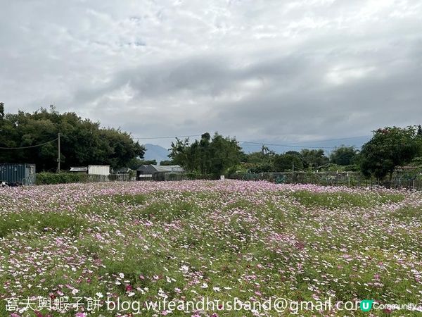 本地遊 | 錦田鄉村俱樂部 | 12月初的大波斯菊花海