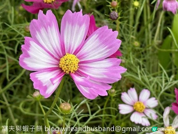 本地遊 | 錦田鄉村俱樂部 | 12月初的大波斯菊花海