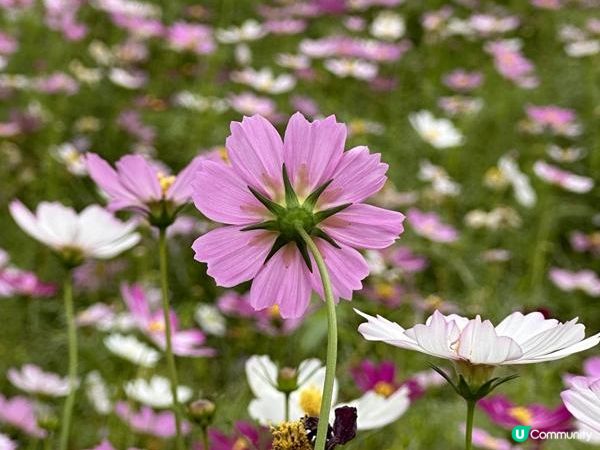本地遊 | 錦田鄉村俱樂部 | 12月初的大波斯菊花海