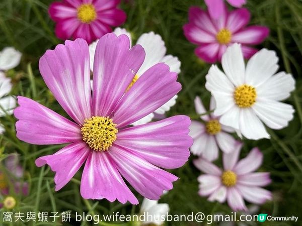本地遊 | 錦田鄉村俱樂部 | 12月初的大波斯菊花海