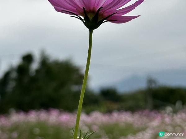 本地遊 | 錦田鄉村俱樂部 | 12月初的大波斯菊花海