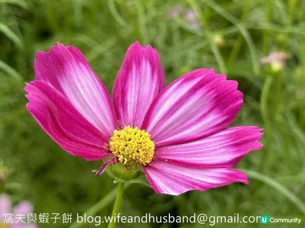 本地遊 | 錦田鄉村俱樂部 | 12月初的大波斯菊花海