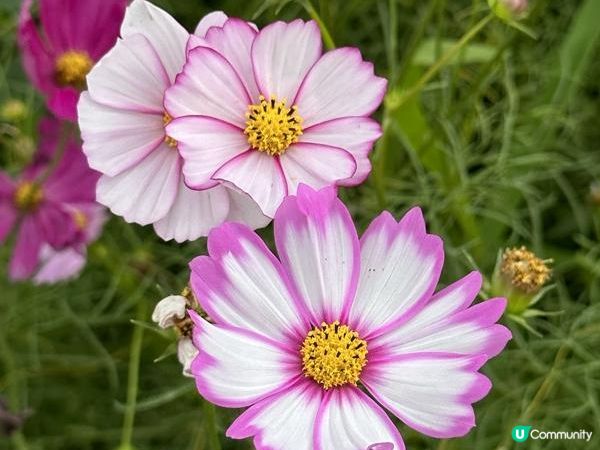 本地遊 | 錦田鄉村俱樂部 | 12月初的大波斯菊花海