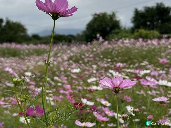 本地遊 | 錦田鄉村俱樂部 | 12月初的大波斯菊花海