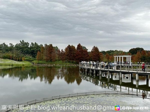 本地遊 | 香港濕地公園 | 季節限定橙紅色落羽松