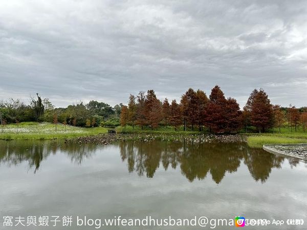 本地遊 | 香港濕地公園 | 季節限定橙紅色落羽松