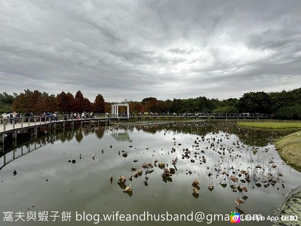 本地遊 | 香港濕地公園 | 季節限定橙紅色落羽松