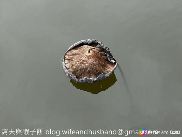 本地遊 | 香港濕地公園 | 季節限定橙紅色落羽松