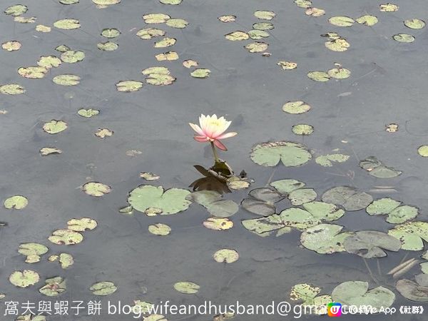 本地遊 | 香港濕地公園 | 季節限定橙紅色落羽松