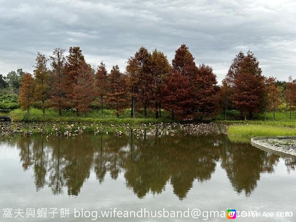 本地遊 | 香港濕地公園 | 季節限定橙紅色落羽松