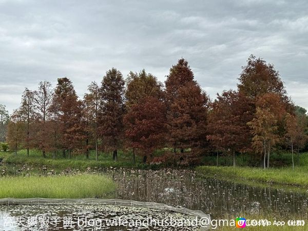 本地遊 | 香港濕地公園 | 季節限定橙紅色落羽松