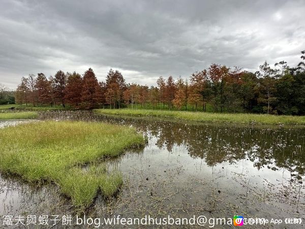 本地遊 | 香港濕地公園 | 季節限定橙紅色落羽松