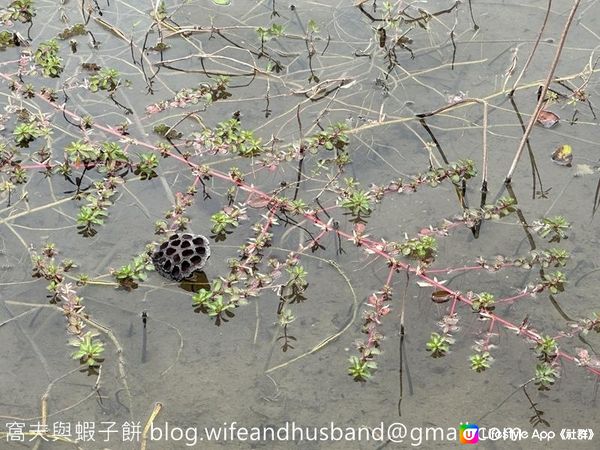 本地遊 | 香港濕地公園 | 季節限定橙紅色落羽松