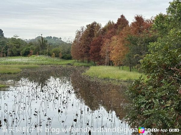 本地遊 | 香港濕地公園 | 季節限定橙紅色落羽松