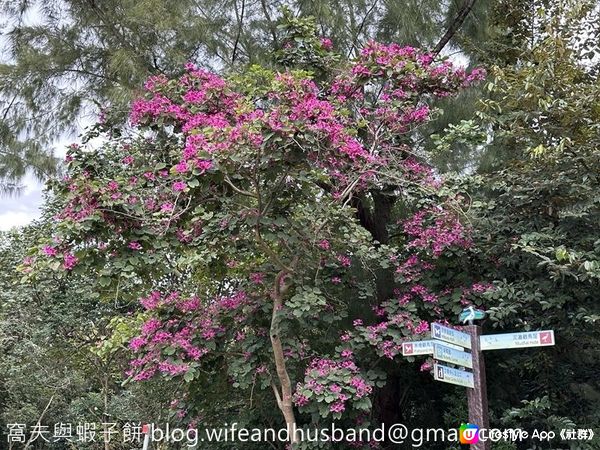 本地遊 | 香港濕地公園 | 季節限定橙紅色落羽松