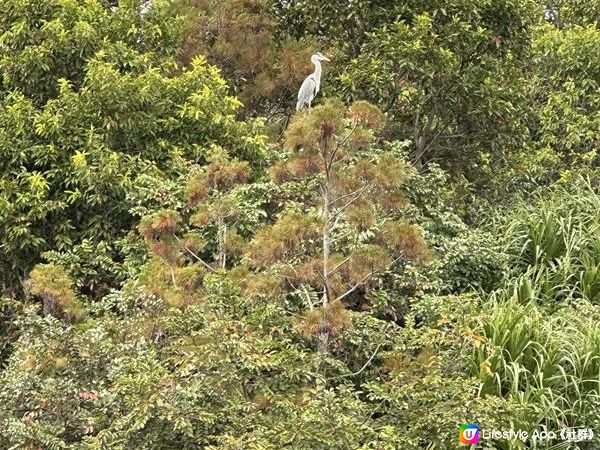 本地遊 | 香港濕地公園 | 季節限定橙紅色落羽松