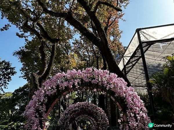 本地遊 | 香港動植物公園 | 必影打卡位蝴蝶蘭花廊