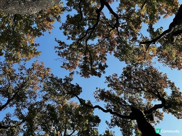 本地遊 | 香港動植物公園 | 必影打卡位蝴蝶蘭花廊