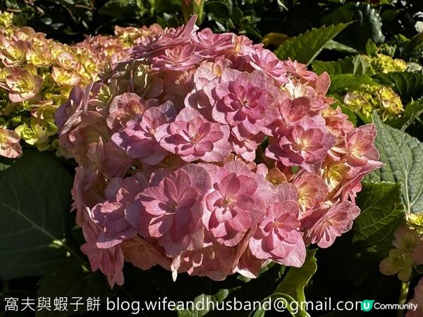 本地遊 | 香港動植物公園 | 必影打卡位蝴蝶蘭花廊